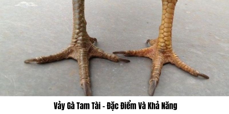 Cùng hệ thống 8XBET cung cấp những dạng vảy tam tài phổ biến