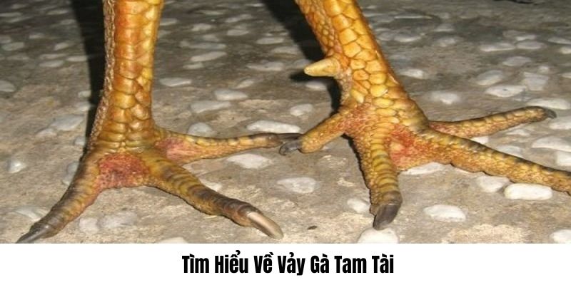 Khám phá thông tin thú vị về loại vảy tam tài của các chiến kê