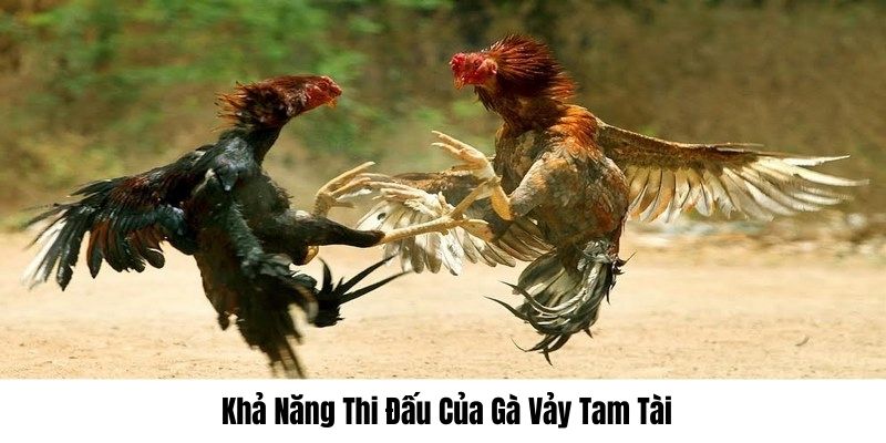 Vảy gà tam tài yếu tố thú vị để nhận định chiến kê