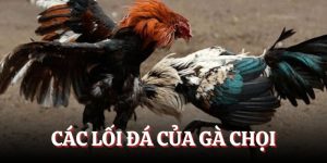 Các Lối Đá Của Gà Chọi - Tìm Hiểu Về Đặc Điểm Từng Loại Đòn