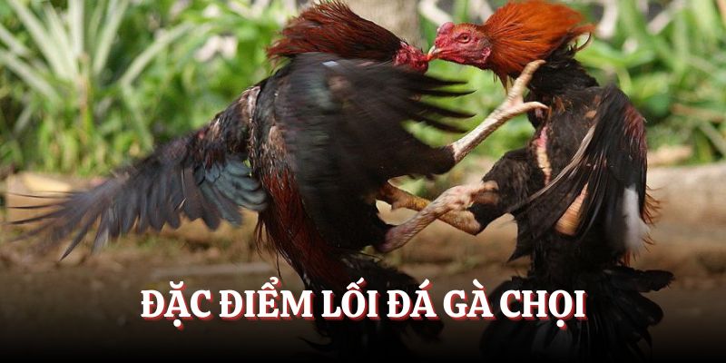 Đặc điểm của các lối đá của gà chọi khi vào trận đấu