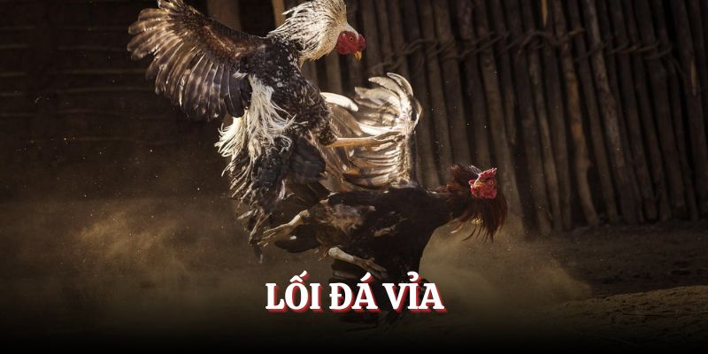 Lối đá vỉa của gà chiến thường được thấy