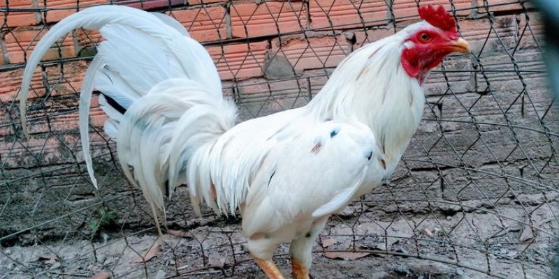 Mẹo lựa chọn ngày thi đấu gà chọi bướm để có kết quả tốt nhất