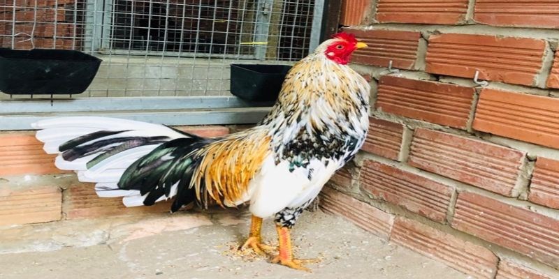 Duy trì các bài tập để nâng cao khả năng chiến đấu cho gà