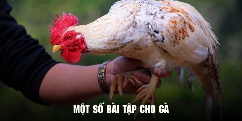 Cách nuôi gà chọi theo các bài tập rèn luyện đúng chuẩn