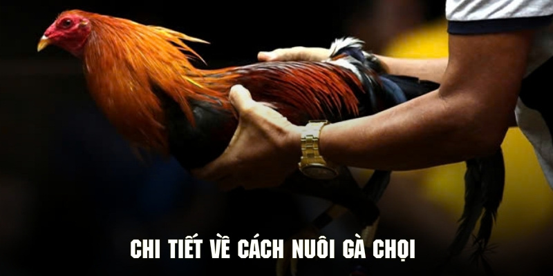 Chi tiết về cách nuôi gà chọi theo bí kíp của nhiều chuyên gia