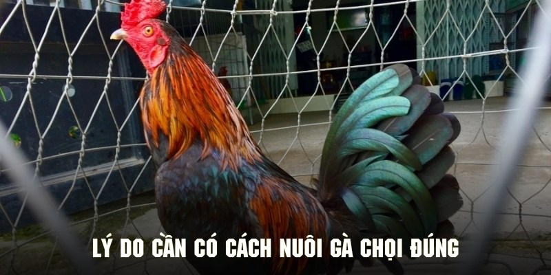 Những lợi ích khi biết về cách nuôi gà chiến