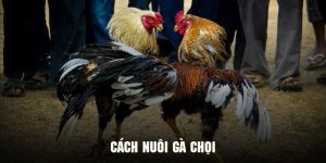 Cách Nuôi Gà Chọi - Bật Mí Bí Kíp Vàng Cực Đỉnh Từ 8xbet