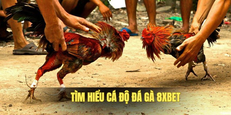 Hình thức đá gà cựa dao tại trang chủ 8XBET đặc sắc