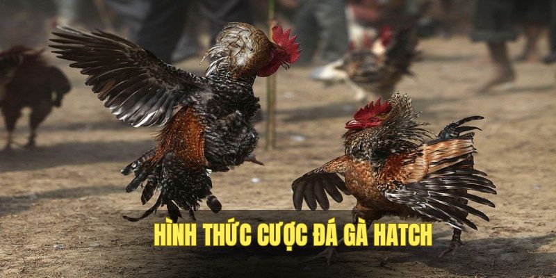 Cá độ chọi gà Hatch hấp dẫn