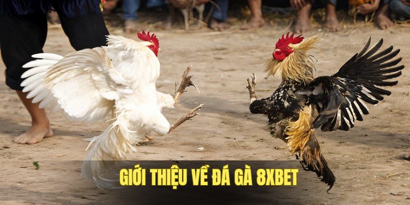 Đôi nét về sản phẩm đá gà 8XBET