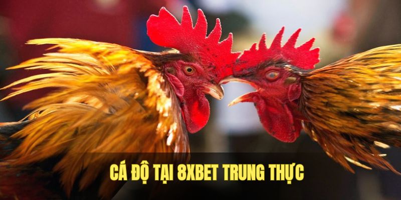 Cược tại nhà cái không lo dàn xếp kết quả