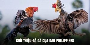 Đá Gà Cựa Dao Philippines - Mô Hình Trực Tiếp Đầy Kịch Tính