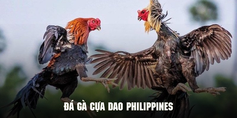 Sơ lược về loại hình chọi gà cựa dao Philippines cực nổi tiếng