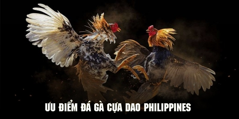 Ưu điểm không thể cưỡng lại của chọi gà cựa dao Philippines