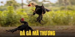 Đá Gà Mã Thương - Khi Tấn Công Chưa Chắc Đã Thắng