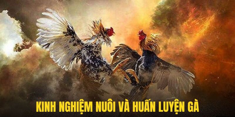 Học hỏi kinh nghiệm nuôi và huấn luyện gà sở hữu kĩ năng tuyệt đỉnh này