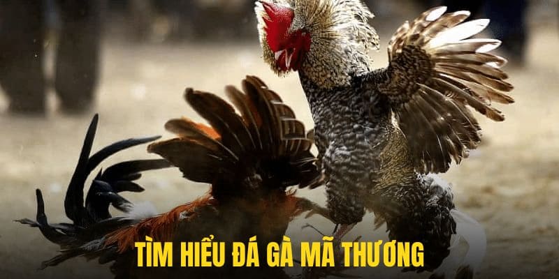 Tìm hiểu sơ qua về kĩ thuật hiệu quả cao trong bộ môn đá gà