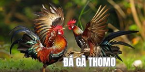 Đá Gà Thomo Trường Đấu Chọi Kê Đỉnh Cao Số 1 Tại Châu Á