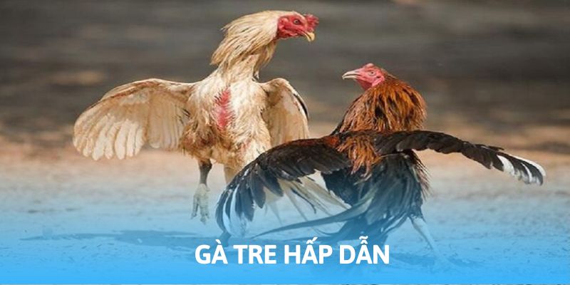 Gà tre hứa hẹn không gian giải trí chất lượng