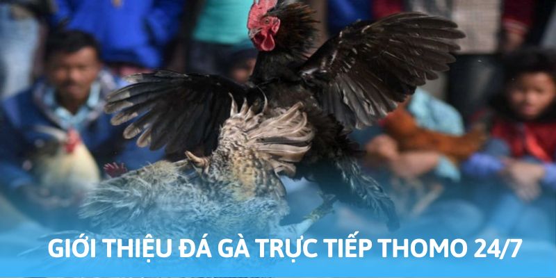 Đá gà trực tiếp Thomo 24/7 đảm bảo đẳng cấp hàng đầu