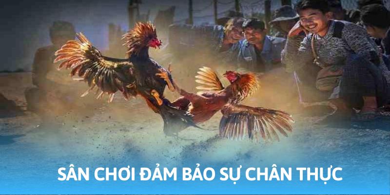 Sân chơi mang đến sự chân thực tuyệt đối