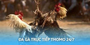 Đá Gà Trực Tiếp Thomo 24/7 - Cá Cược Kịch Tính Số 1 Châu Á