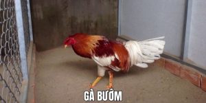 Gà Bướm 8XBET Khám Phá Giống Gà Chiến Đấu Bền Bỉ Và Mạnh Mẽ