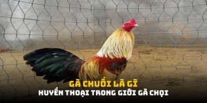 Gà Chuối Là Gì: Huyền Thoại Trong Giới Gà Chọi