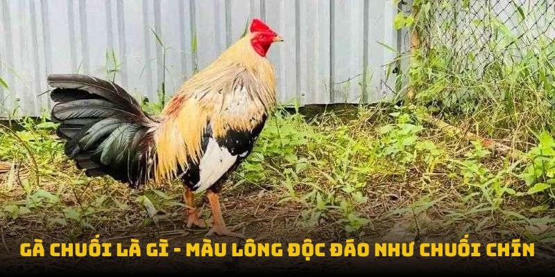 Gà chuối là gì - màu lông độc đáo như chuối chín