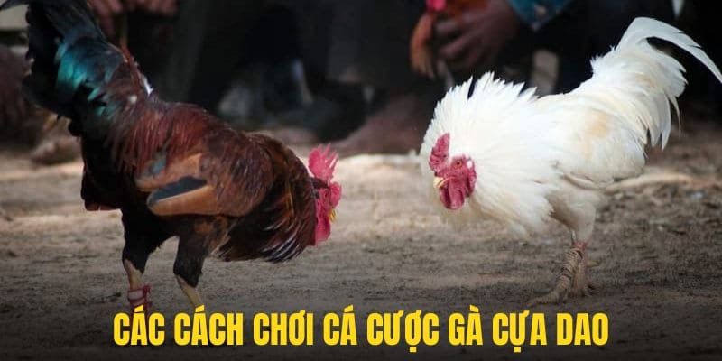 Cách chơi đặt cược đá gà thể loại cựa cao hiệu quả từ cao thủ