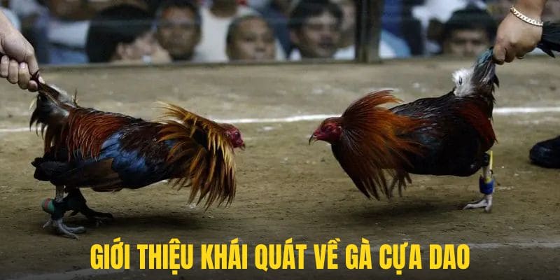 Một số nét khái quát về loại hình cá cược đá gà cực kì hấp dẫn