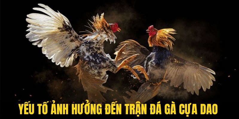 Nhiều yếu tố độc đáo ảnh hưởng đến kết quả một trận chọi gà cựa dao