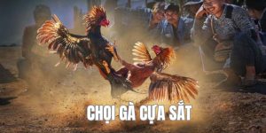 Gà Cựa Sắt Đỉnh Cao Chọi Kê Vạn Người Mê Tại 8xbet