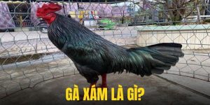 Gà Xám Là Gì? - Khám Phá Giống Gà Mạnh Mẽ Hàng Đầu