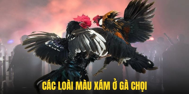 Gà xám phân ra nhiều loại màu sở hữu nhiều ưu điểm đặc biệt