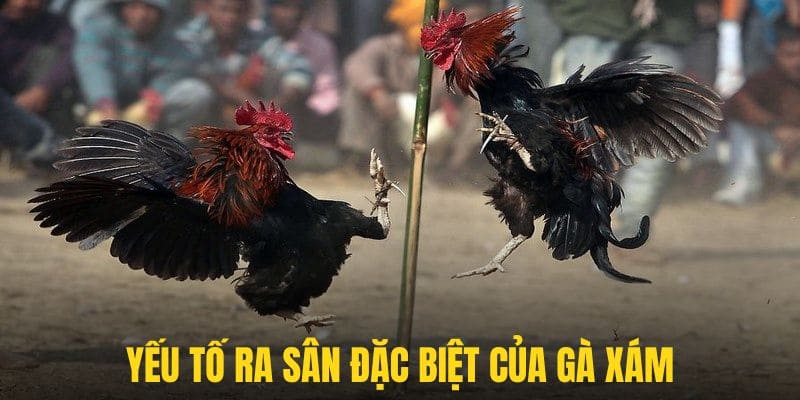 Những yếu tố ngày ra sân cực đặc biệt của gà xám là gì?