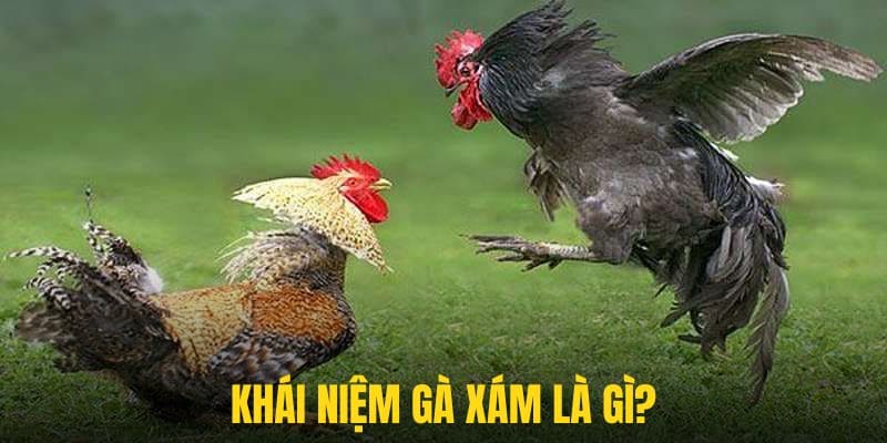 Khái niệm về giống gà có sức mạnh vượt trội nhất trong các giải đấu