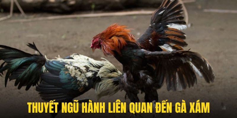 Thuyết ngũ hành ảnh hưởng đến chất lượng gà xám như thế nào?