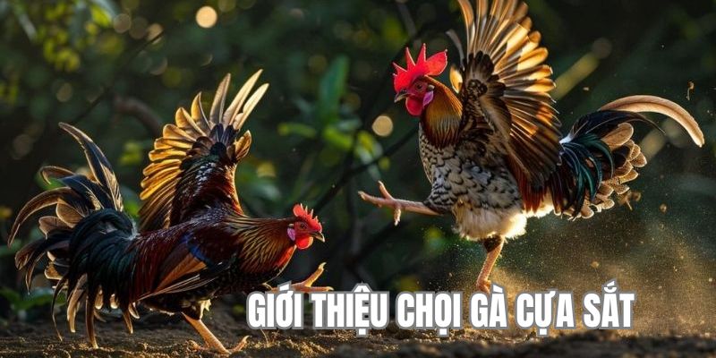 Giới thiệu hình thức chọi gà cựa sắt