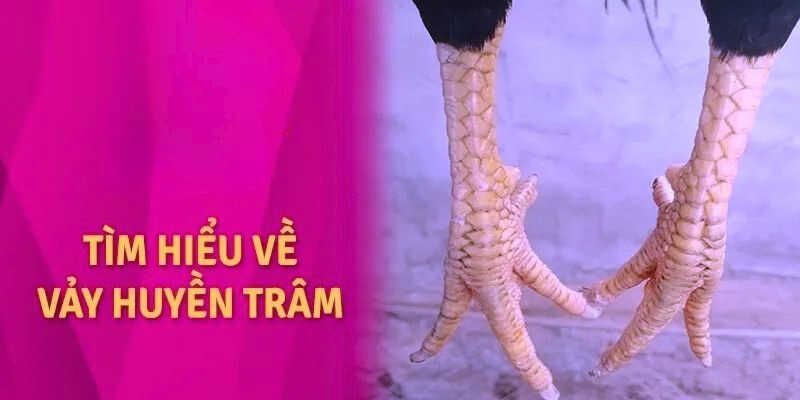 Giới thiệu qua thông tin cơ bản về vảy gà huyền trâm