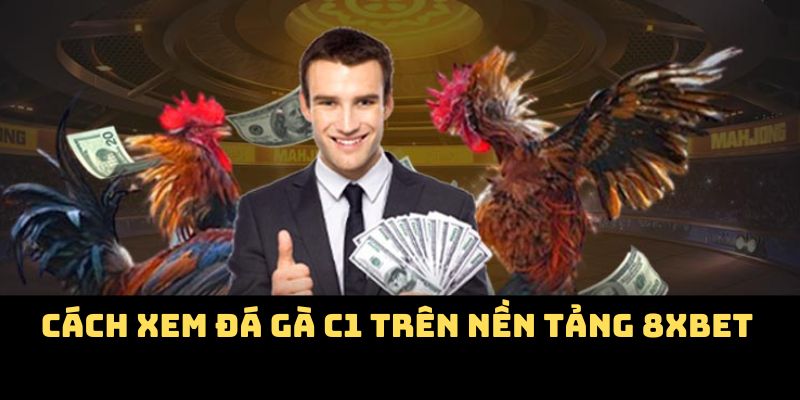 Cách xem đá gà C1 trên nền tảng 8Xbet