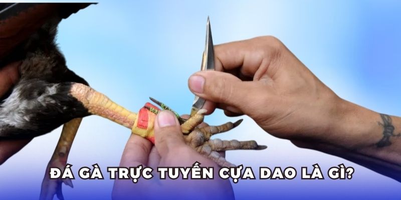 Tìm hiểu thông tin về loại hình cá cược siêu hot đá gà trực tuyến cựa dao