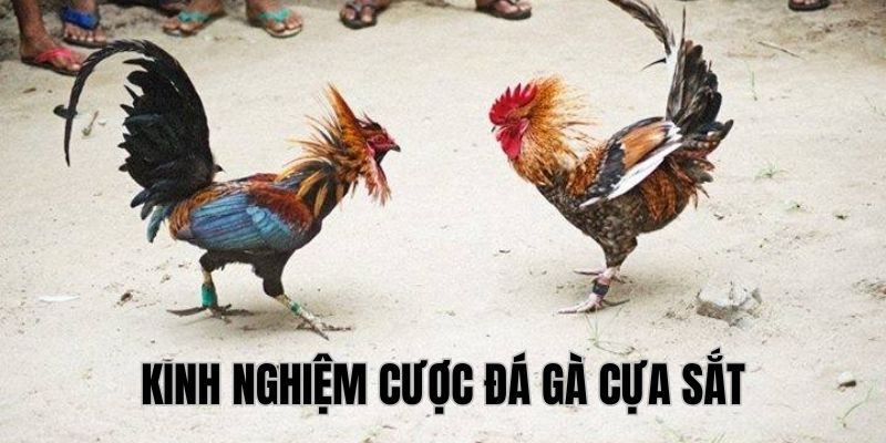 Kinh nghiệm tối ưu khi tham gia cá cược chọi kê cựa sắt