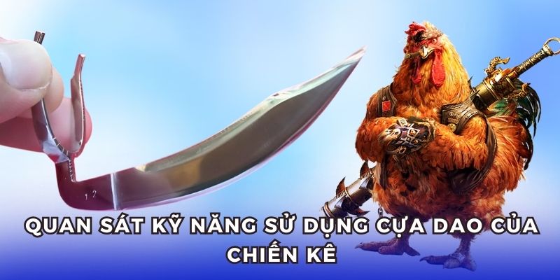 Để ý kỹ năng dùng cựa dao của chiến kê