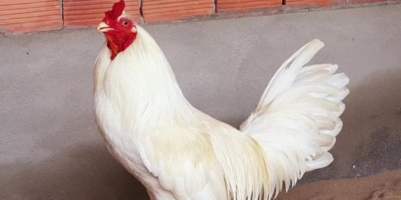 Điểm qua những đặc trưng thú vị của gà chọi bướm