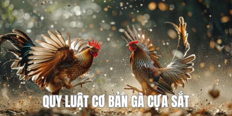 Luật lệ và quy tắc quan trọng của gà đá cựa sắt