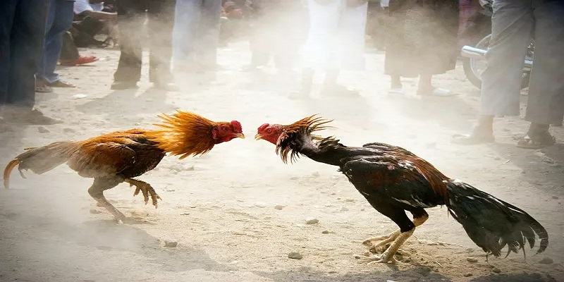 Sơ bộ về sảnh đá gà đỉnh cao trên trang chủ cá cược uy tín 8xbet
