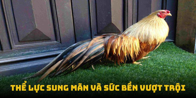 Thể lực sung mãn cùng với sức bền vượt trội