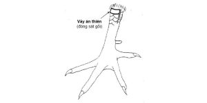 Vảy Gà Án Thiên - Ý Nghĩa Và Mẹo Nhận Dạng Đơn Giản